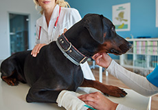 Inside Midtown Animal Hospital: Modern Facilities for your pets
