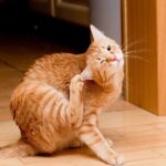 Skin Allergies in Cats