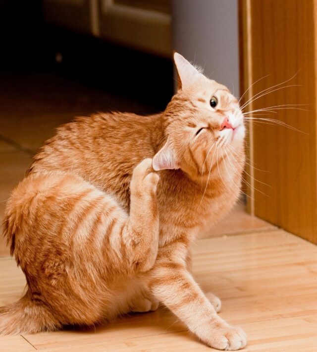 Skin Allergies in Cats