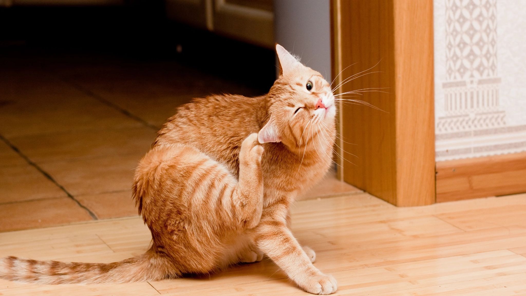 Skin Allergies in Cats