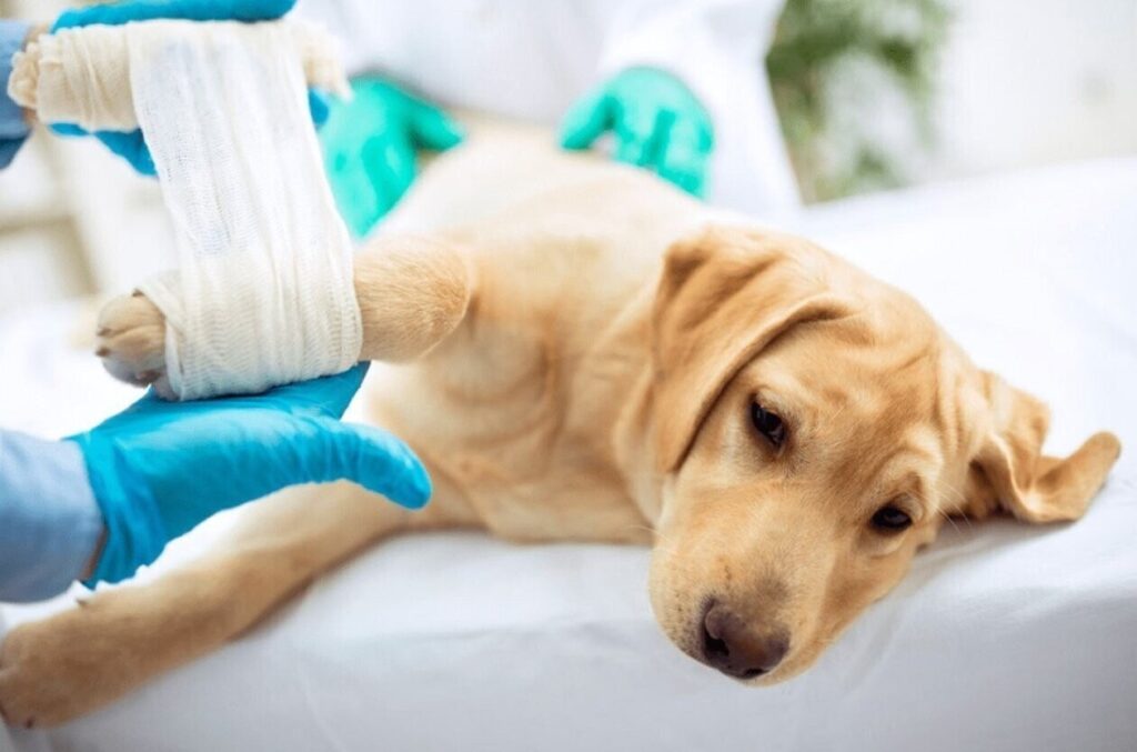 allergy shots for dogs