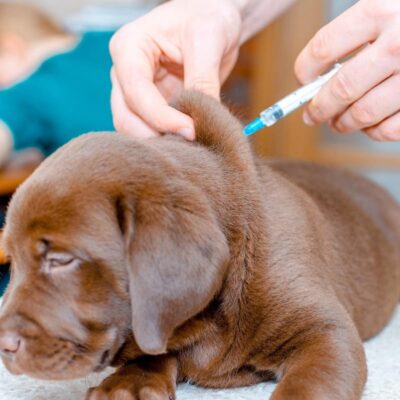 allergy shots for dogs