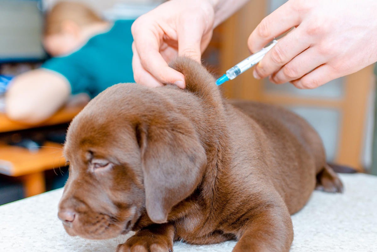 allergy shots for dogs