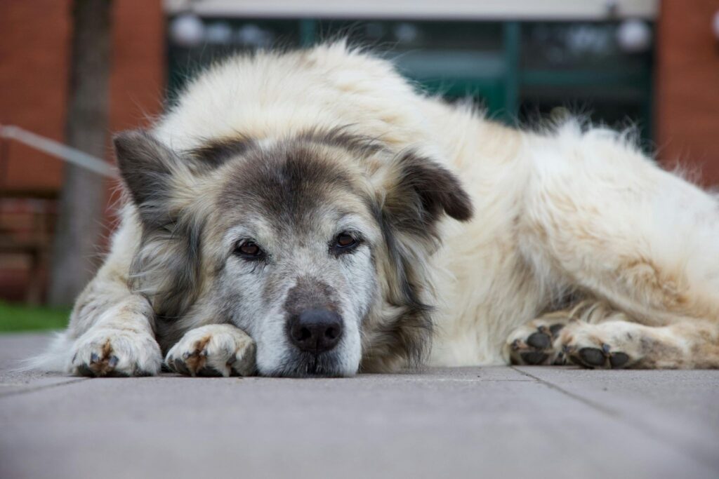 signs of fleas and ticks on dogs