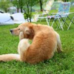 signs of fleas and ticks on dogs