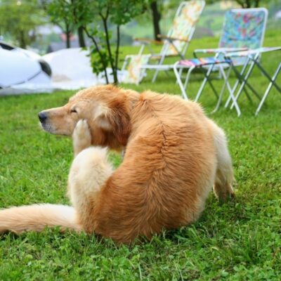 signs of fleas and ticks on dogs