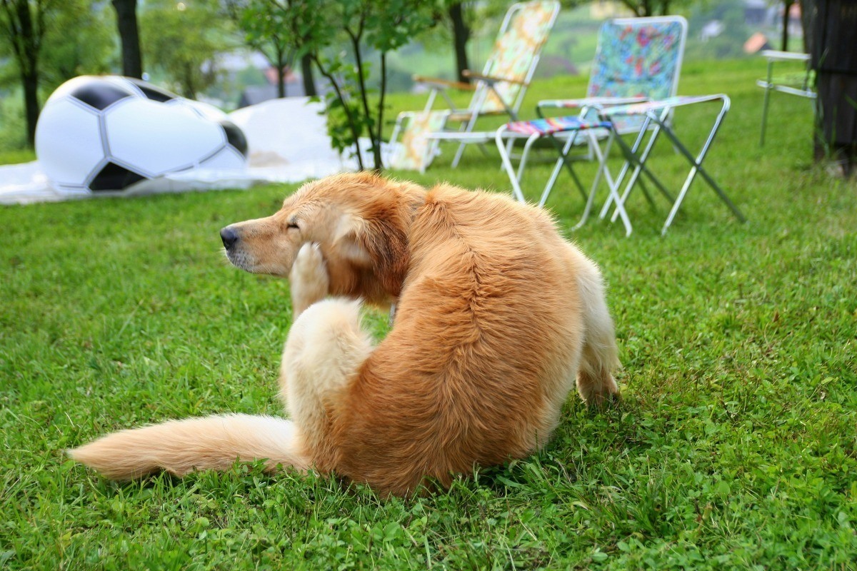 signs of fleas and ticks on dogs