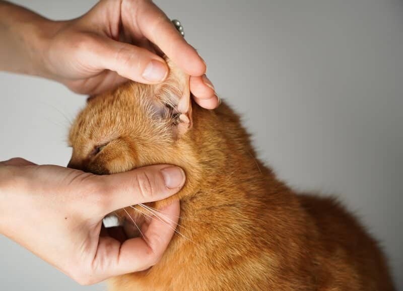 what causes ear mites in cats