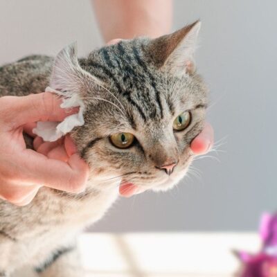 what causes ear mites in cats