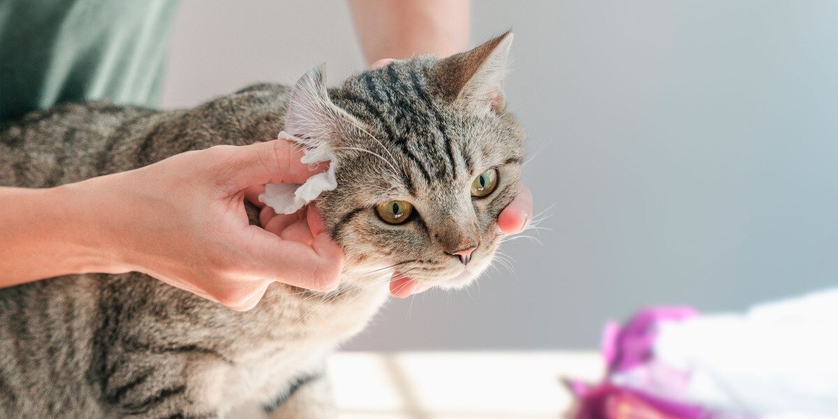 what causes ear mites in cats